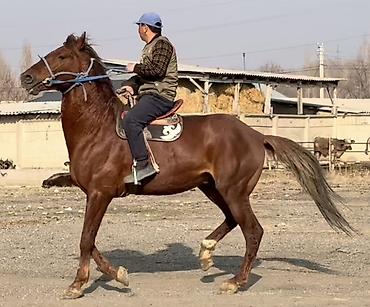 Лошади, кони: Продаю | Конь (самец) | Рабочий — 2