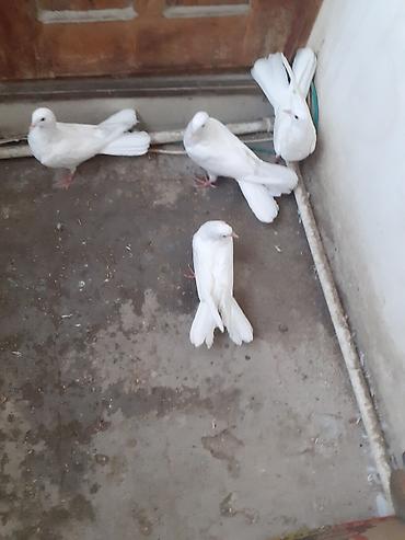 Quşlar: Səkkiz ədəd eni qiyrudu səkkizini götürən olsa üstə üstə 20 manat — 3