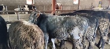 Коровы, быки: Продаю | Бык (самец) | На откорм | Искусственник — 2