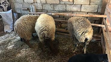 ordək necə gunə bala cixarir: Salam Aleykum! Allah hamının malına, ruzisinə bərəkət versin! 🤲🐑 🐏 — 2