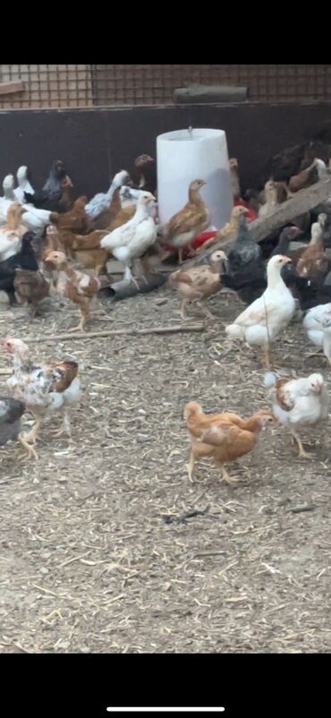 kend toyugu: Toyuq, Damazlıq, Ünvandan götürmə