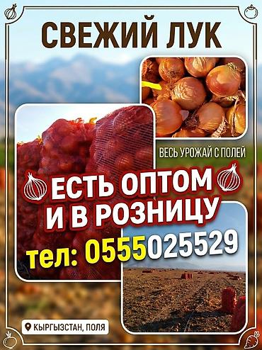 битал теке: Лук Оптом — 1