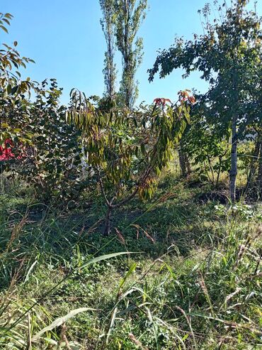 Həyət evləri və villaların satışı: 2 otaqlı, 60 kv. m, Kredit var, Orta təmir — 16