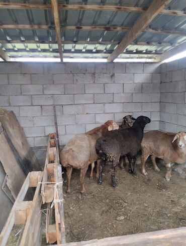 Баран, овца: Продаю | Баран (самец) | Арашан | Для разведения | Осеменитель — 7