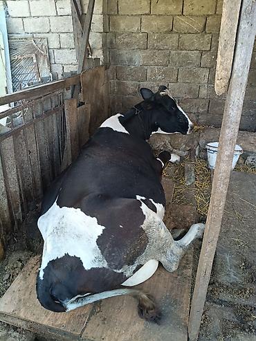 i̇nəklər: Dişi, Holsteyn, il: 4, 250 kq, Ətlik, Ünvandan götürmə — 2