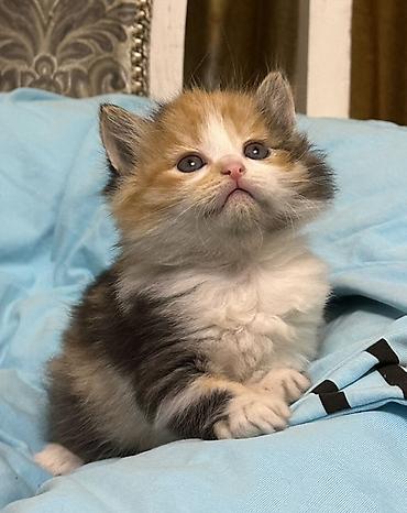 Продажа кошек: Лесная, 1 месяц, Мальчик, Рыжий — 7