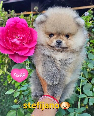 turski psi: Pomeranac Boo. Čistokrvni štenci pomeranca,vrhunskog porekla — 1