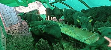 Коровы, быки: Продаю | Бык (самец) | Полукровка | На откорм — 1