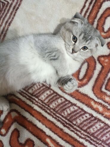 вислоухий сиамский кот: Продаётся котенок вислоухий ( мальчик) 2,5 месяца кушает мясо