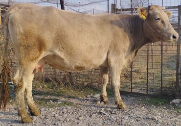 объявление отдам котят: Продаю | Корова (самка) | Полукровка, Алатауская, Швицкая | Для разведения, Для молока | Осеменитель, Стельные, Искусственник