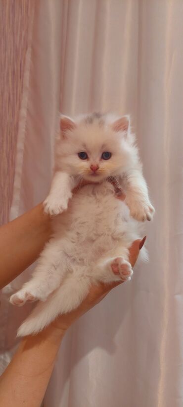 pulsuz pişiy: Şotland, Erkək, Pulsuz çatdırılma