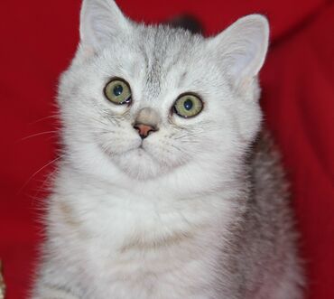 персидский кот: Erkey Выбери себе комочек счастья. Я Заводчик !!! Не спекулянт Все