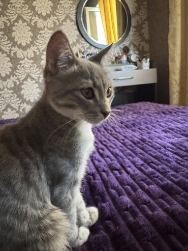 Tabbi, Erkək, Yaxşı əllərə, Pulsuz çatdırılma
