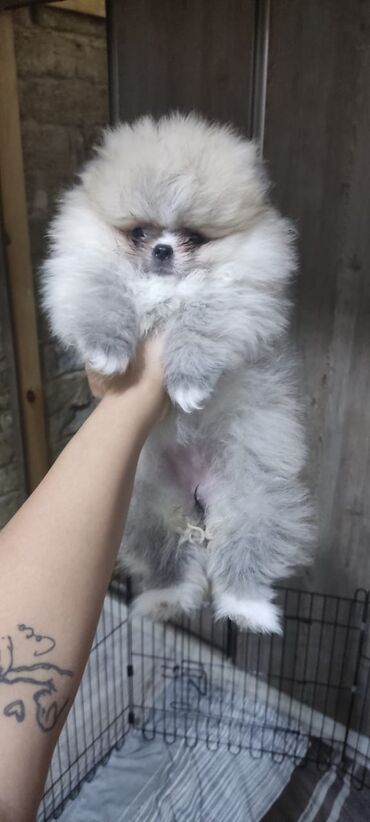 Pişiklər: Şotland yastı qulaq, Erkək, Dişi, Yaxşı əllərə, Ünvandan götürmə, Pulsuz çatdırılma, Ödənişli çatdırılma — 74