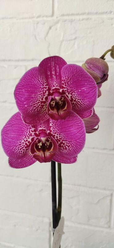 Другие комнатные растения: Орхидеи в большом ассортименте, огромный выбор расцветок, сортовые