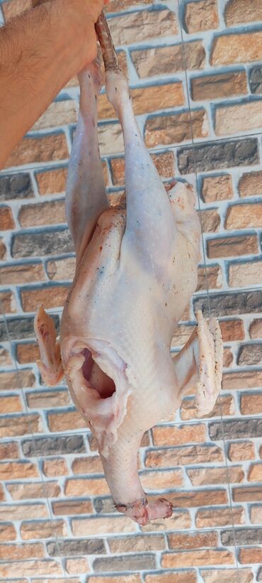 Digər quşlar: Allah herkesin xeyrini versin. Gördüyünüz oz qapinin hinduwkalarindan — 2