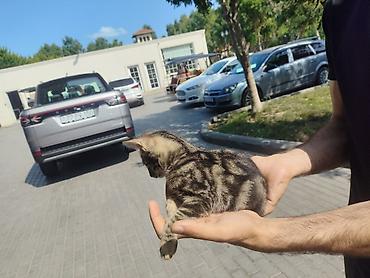 Pişiklər: Benqal, Yaxşı əllərə — 9