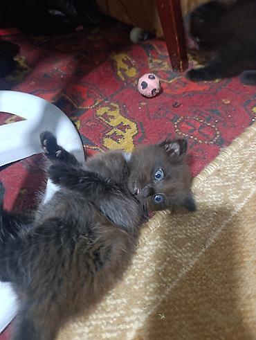 даром кошки: 2 месяца, Девочка, Приучена к лотку — 2