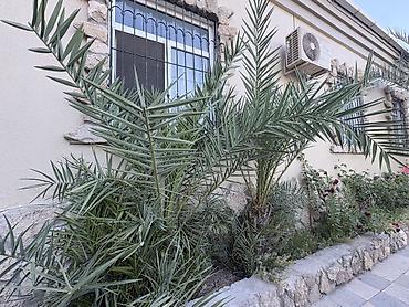 palm: İkisini alana 800manat biri 450Xurma (xurma xurması) dekorativ palma — 1