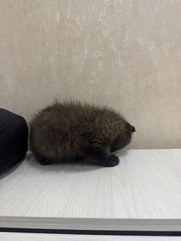 Pişiklər: Şotland, Dişi, Erkək, Ödənişli çatdırılma, Ünvandan götürmə — 9