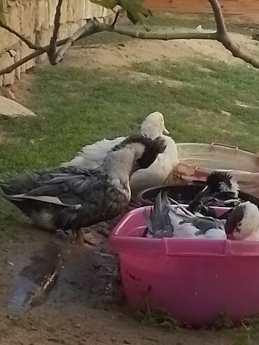 Ördəklər: Ev şəraitində bəslənən ördəklər - Növ: məişət üçün saxlanılan — 4