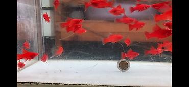 akvarium satışı: Orta ölçü Qılıncquyruqlar topdan satılır. Minimal alış sayı 10 — 4