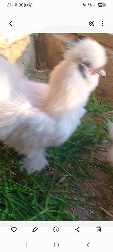 Toyuqlar: Toyuq, Damazlıq — 2