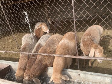 лежанка для животных: Козу кочкорлор 7 баш