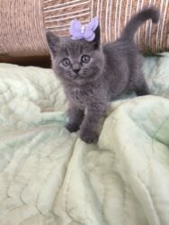 boz pişik cinsi: Britan, Dişi, Ünvandan götürmə, Pulsuz çatdırılma