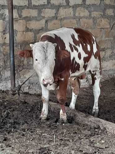 Dana, buzov: Süd verən heyvandı. Üçü birlikdə satılır. Qiyməti razılaşma yolu ilə — 9