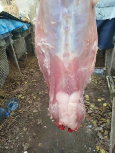 Ət: Dovşan eti halal kesilmiş halal ceki 1 ededi gelir 1k.800q. 1k.500q -da lalafo.az — 42 Ət: Dovşan eti halal kesilmiş halal ceki 1 ededi gelir 1k.800q. 1k.500q — 42