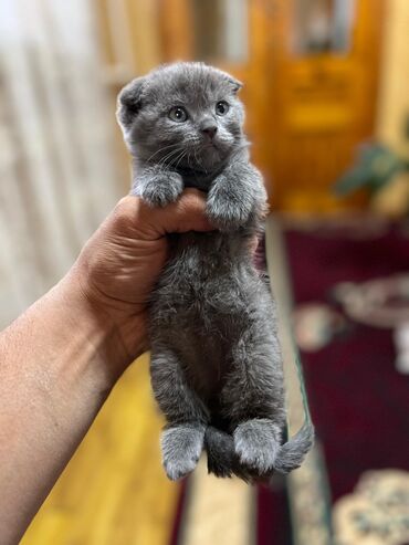 ит ош итер: Шотландский вислоухий котенок с плюшевой шерстью и голубыми глазами