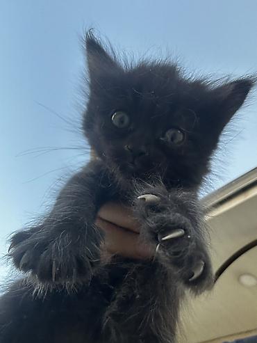 голубая сибирская кошка: Русская голубая, 1 месяц, Девочка — 2