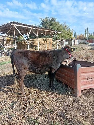 кукуруза цена бишкек: Продаю | Корова (самка), Тёлка, Музоо, торпок | Швицкая | На откорм, На забой, Для разведения | После отела — 3