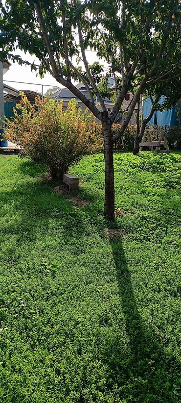 Продажа коттеджей и домов: 🏡 **Продается уютный дом в Бишкеке!** 📍 Район: Ак-Ордо 1 ж/м 🏠 Дом: 2 — 2