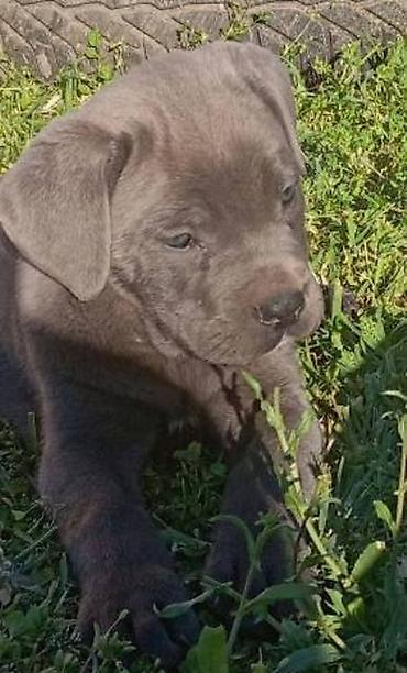 Psi: Kane Korso štenci Odgajivačnica Cane Corso Kennel Heavenly Kingdom FCI na lalafo.rs — 14 Psi: Kane Korso štenci Odgajivačnica Cane Corso Kennel Heavenly Kingdom FCI — 14