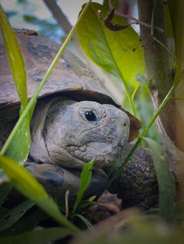 мышык сатам: Черепаха 🐢