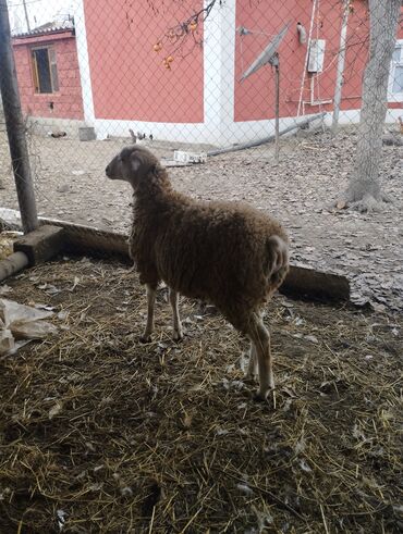 Qoyunlar, qoçlar: Hər ikisi cins quzlaridir iksdə dişdir 5-6 aylıq quzlardir qiyməti — 10