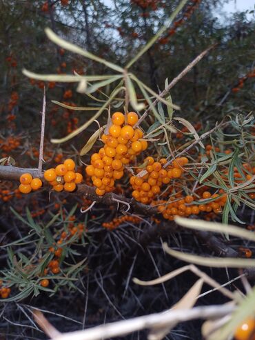 снять дом иссык куль: 45 кв. м, Эмереги менен