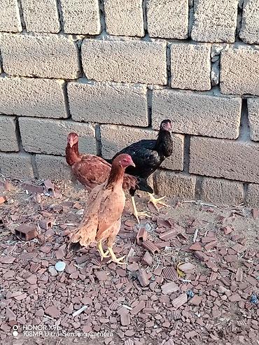 bıldırcın eti: Salam təmiz hevanardı təki xoruz 30m fərlər də 20m dan — 3
