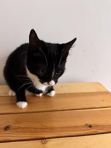 Pişiklər: Dişi, Yaxşı əllərə — 6