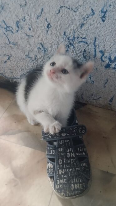 персидская короткошерстная кошка: Беспородная, 1 месяц, Мальчик