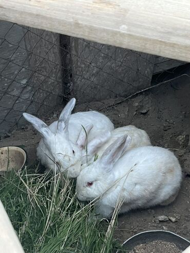 Yemlər: Hamısı biryerde 35 manat 2 sinin qarnında balası var doğuma az qalıb 1