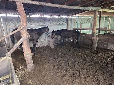 Другие животные: Байланган тайлар сатылат 6 баш Адрес Кун-Туу — 2