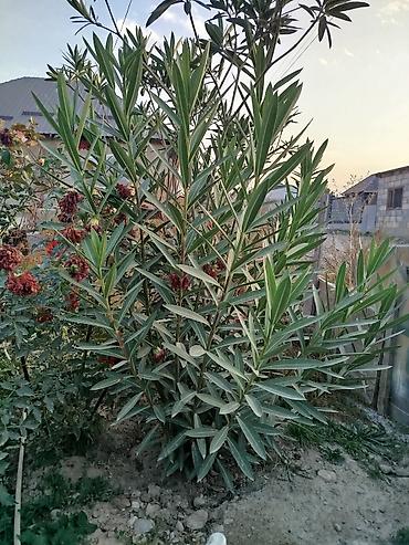 Другие товары для дома и сада: Продается цветы разных видов. Цена от 25сом до 5000тыс сом. В наличии — 2