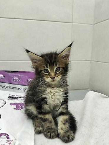 taxta qurdu: Meyn-kun, Erkək, Dişi, Ünvandan götürmə — 4