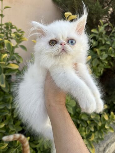 Pişiklər: Fars -da lalafo.az — 18 Pişiklər: Fars — 18