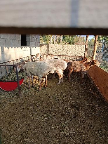 Продам с/х животных: Продаю | Ягненок | Для разведения | Ярка — 4