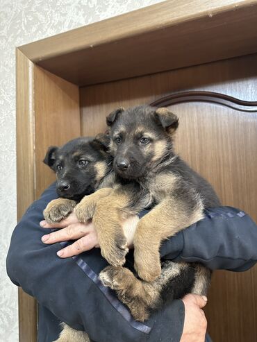 продаю собаки: Немецкая овчарка, 2 месяца, Самец, С прививкой