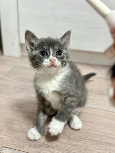 шотландская короткошерстная кошка: 2 айлык, Ургаачы, Аргын, Лотокко барууга үйрөтүлгөн